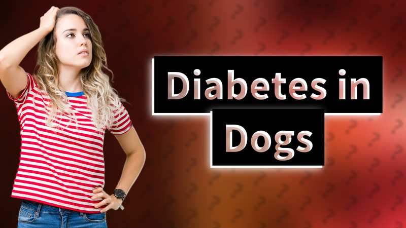 Diabetes in Dogs