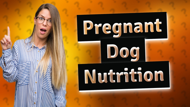 Pregnant Dog Nutrition