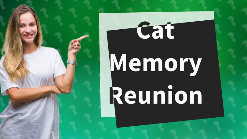 Cat Memory Reunion