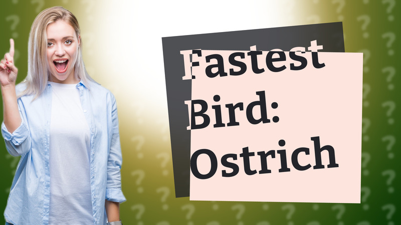 Fastest Bird: Ostrich