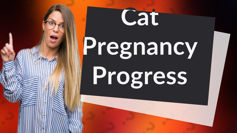 Cat Pregnancy Progress