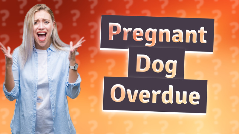 Pregnant Dog Overdue