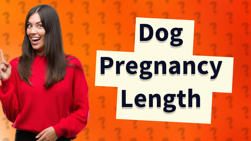Dog Pregnancy Length
