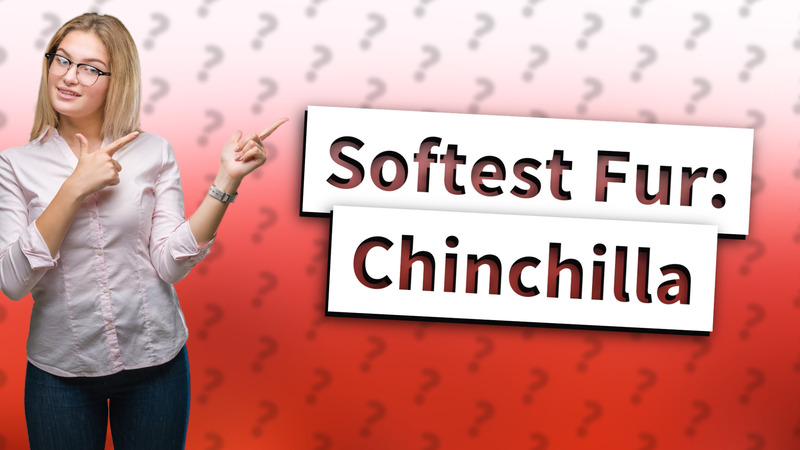 Softest Fur: Chinchilla