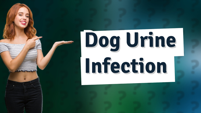 Dog Urine Infection