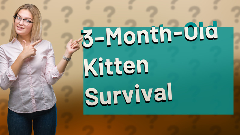 3-Month-Old Kitten Survival