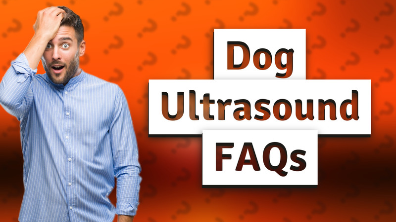 Dog Ultrasound FAQs