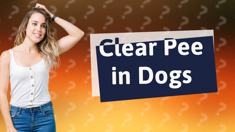 Clear Pee in Dogs