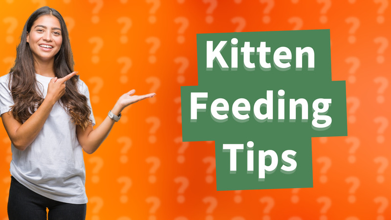 Kitten Feeding Tips