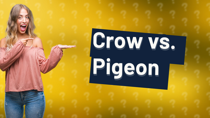 Crow vs. Pigeon