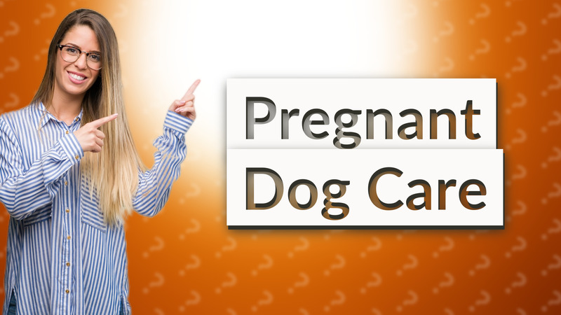 Pregnant Dog Care