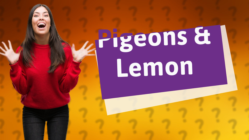 Pigeons & Lemon