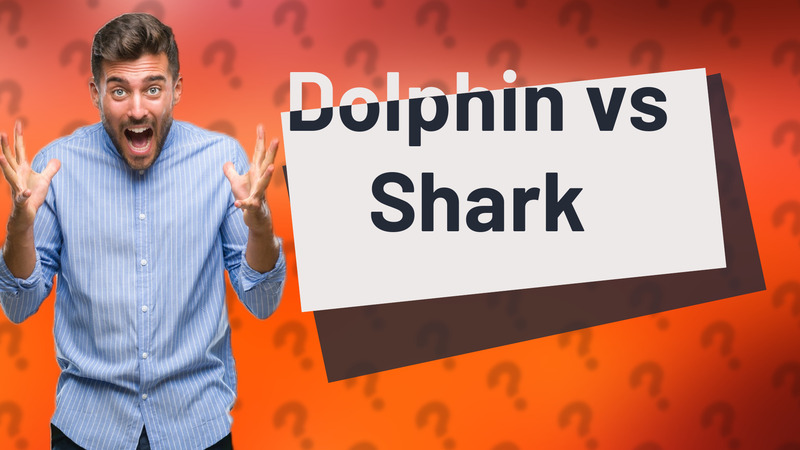 Dolphin vs Shark