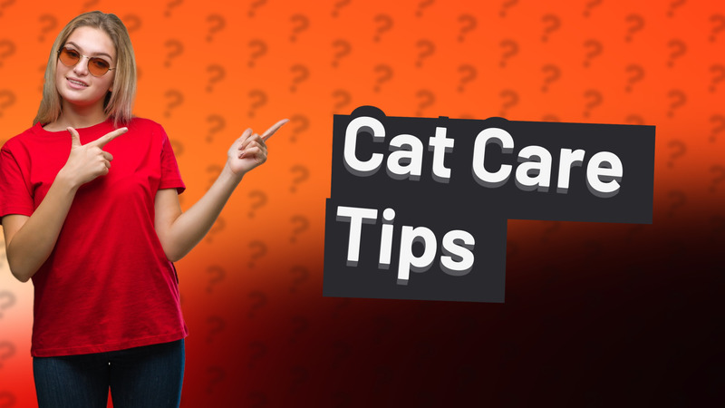 Cat Care Tips