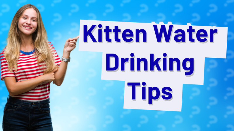 Kitten Water Drinking Tips