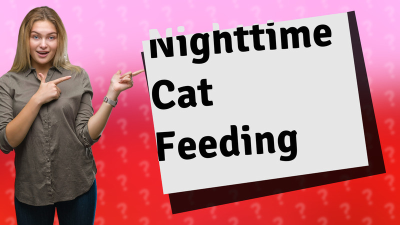 Nighttime Cat Feeding