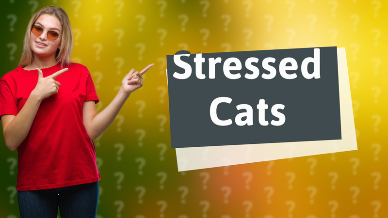Stressed Cats
