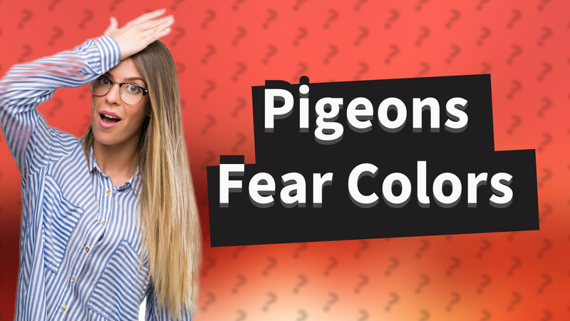 Pigeons Fear Colors