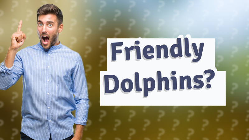 Friendly Dolphins?