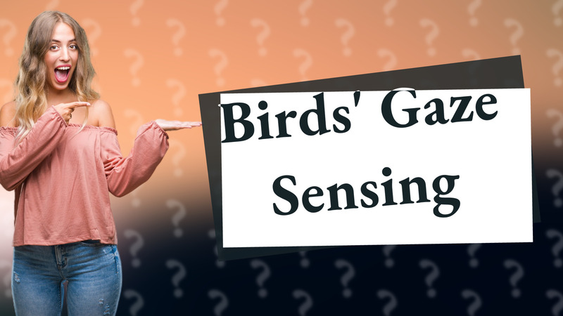 Birds' Gaze Sensing
