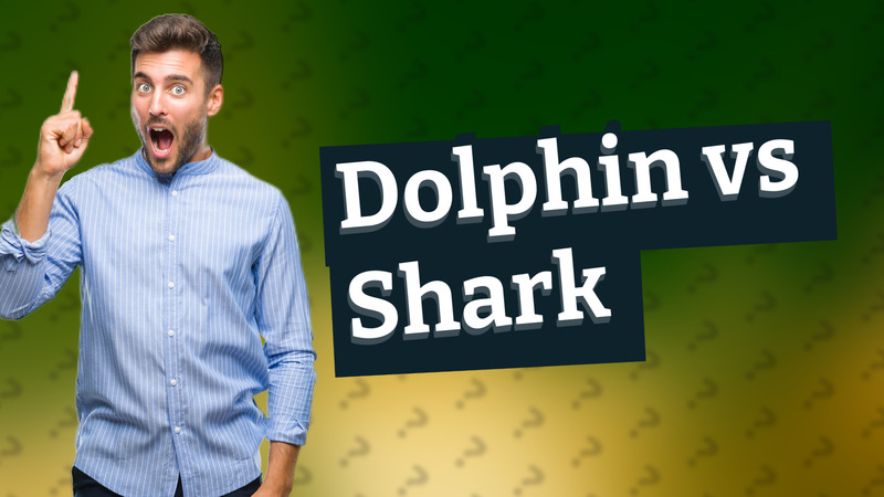 Dolphin vs Shark