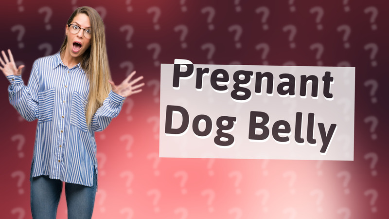Pregnant Dog Belly