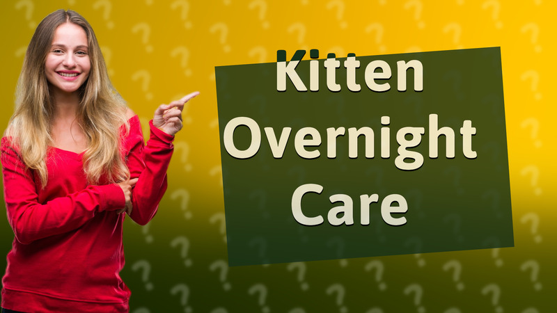 Kitten Overnight Care