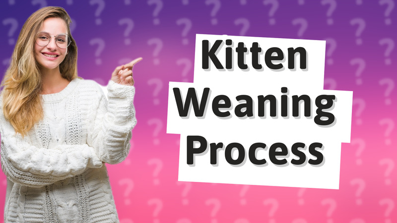 Kitten Weaning Process