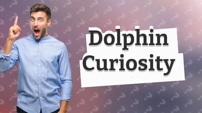 Dolphin Curiosity