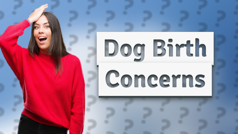 Dog Birth Concerns
