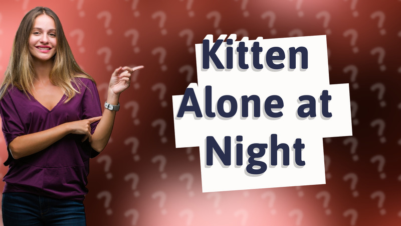 Kitten Alone at Night