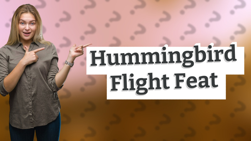 Hummingbird Flight Feat