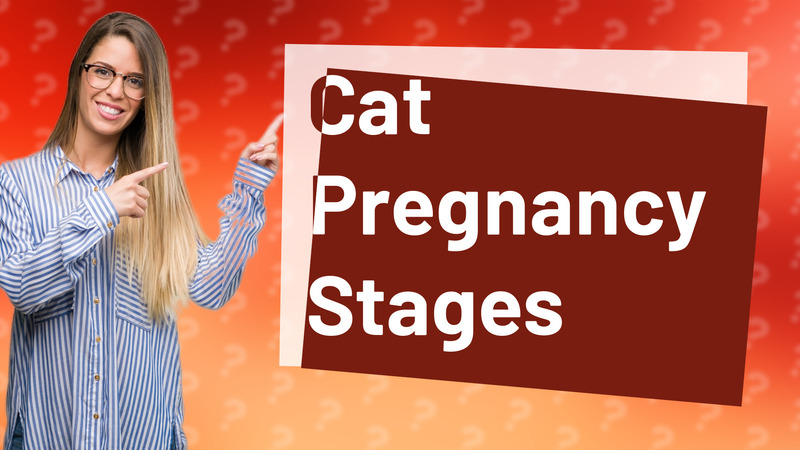 Cat Pregnancy Stages