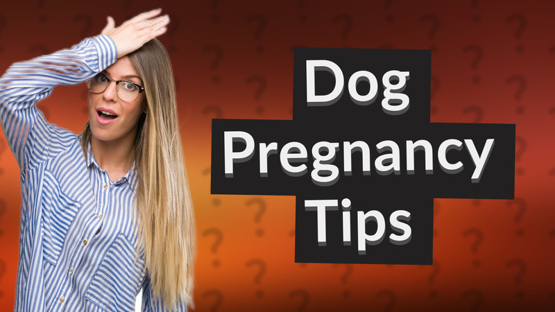 Dog Pregnancy Tips
