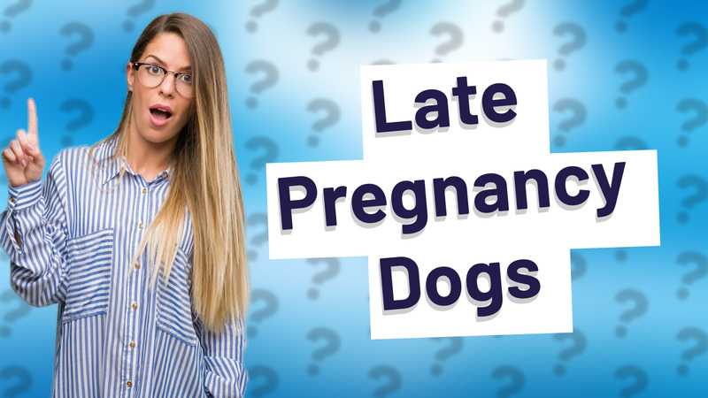 Late Pregnancy Dogs