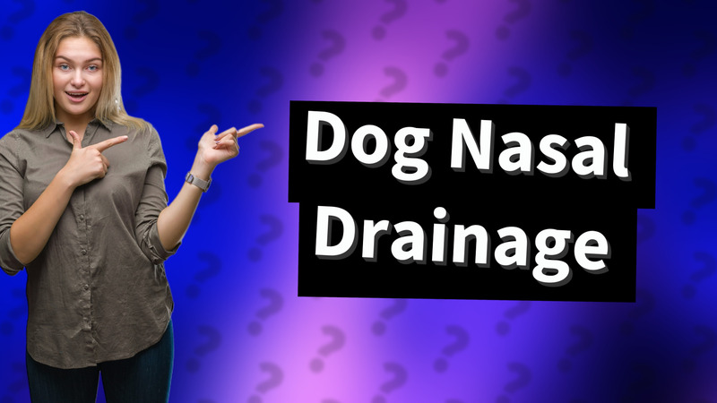 Dog Nasal Drainage