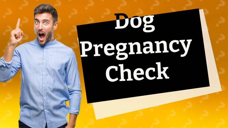 Dog Pregnancy Check