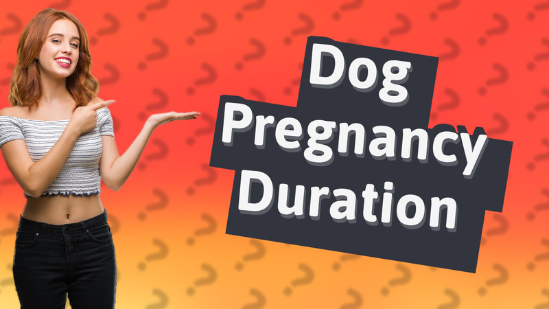 Dog Pregnancy Duration