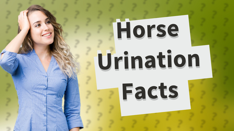 Horse Urination Facts