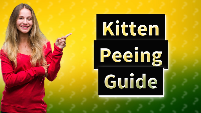 Kitten Peeing Guide