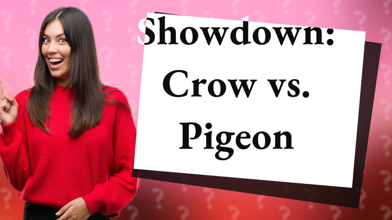 Showdown: Crow vs. Pigeon