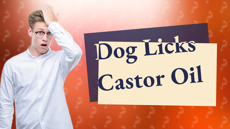 Dog Licks Castor Oil