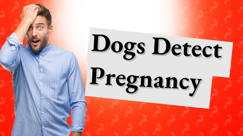Dogs Detect Pregnancy