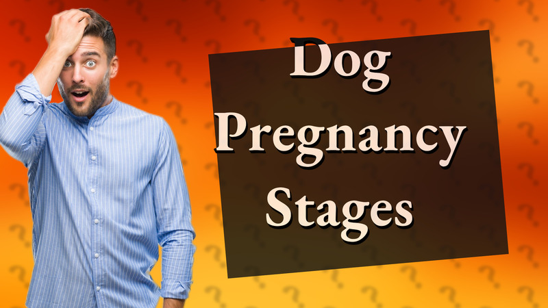 Dog Pregnancy Stages