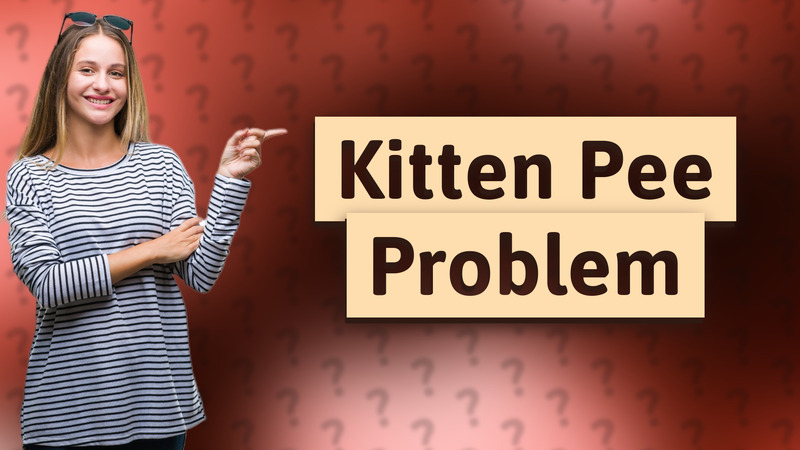 Kitten Pee Problem