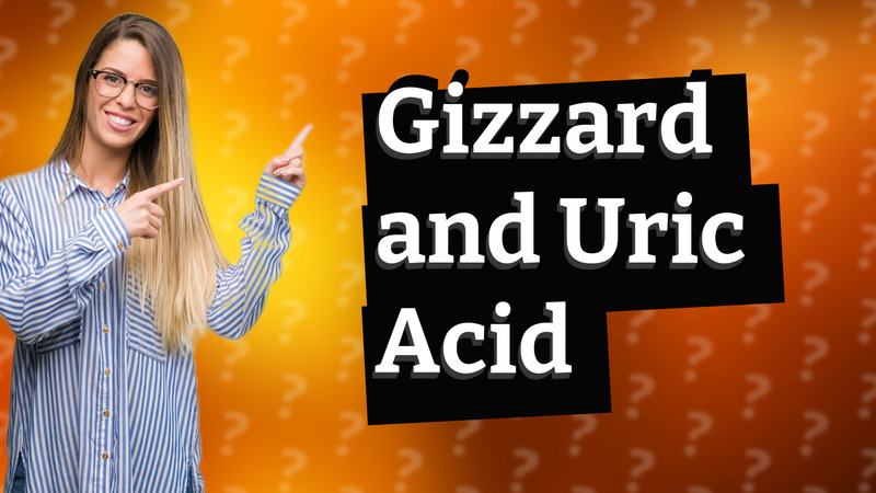 Gizzard and Uric Acid