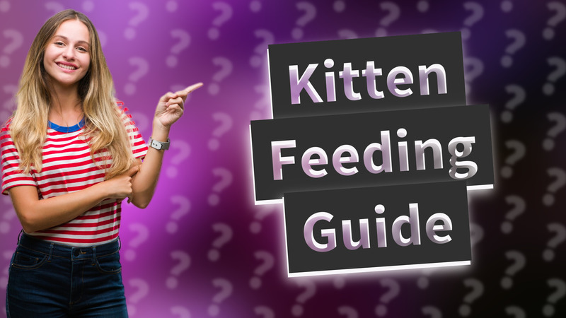 Kitten Feeding Guide