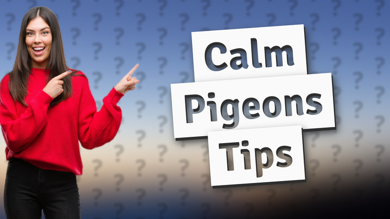 Calm Pigeons Tips