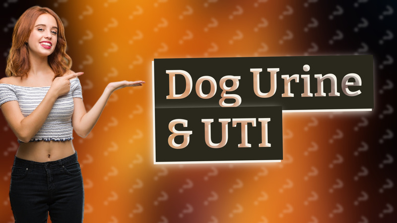 Dog Urine & UTI