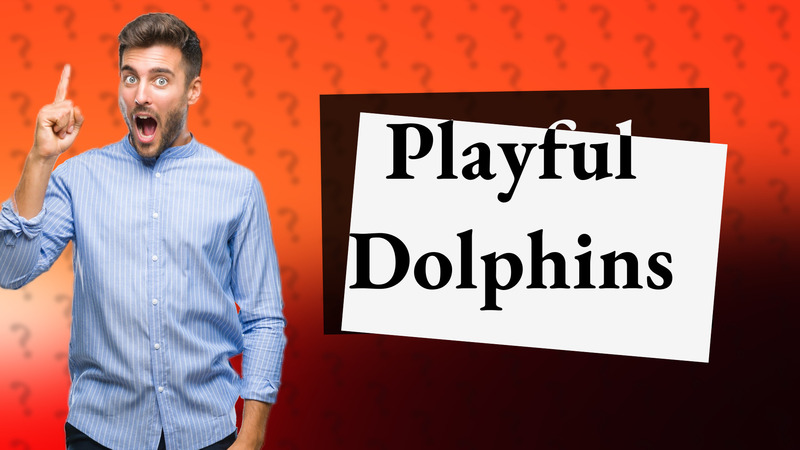 Playful Dolphins